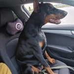 Фото №6 Продаются замечательные щенки породы "Доберман" от титулованных родителей.