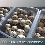 Фото №6 Домашняя молочная продукция 