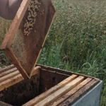 Фото №7 ОГНЁВКА ПЧЕЛИНАЯ (ВОСКОВАЯ МОЛЬ)