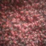 Фото №3 Шиповник калина(сок калины) с бесплатной доставкой