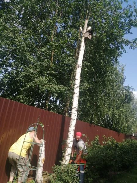 Фото Спил опасных деревьев