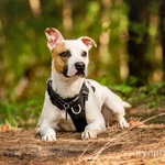 Фото №9 Красивый пёс Дарий в добрые руки.