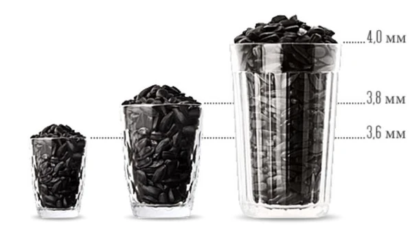 Фото Подсолнечник калиброванный (кондитерский)