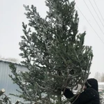 Ёлки отборные