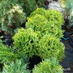 Фото №6 Саженцы хвойных растений. Туи, можжевельники.