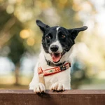 Фото №10 Красавица Грея в поисках дома и хозяина