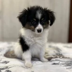 Фото №3 Щенки папильона