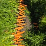 фото Морковь оптом