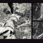 Фото №2 Спил и обрезка деревьев, расчистка участков.