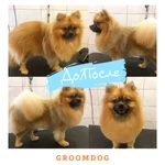 Зоосалон GroomDog приглашает!