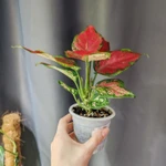 фото Аглаонема