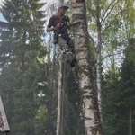 Фото №2 Спил деревьев