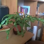 Фото №5 Декабристы