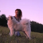 Фото №3 Дрессировка собак. Социализация. Бытовые команды