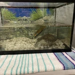 Фото №3 Красноухая черепаха