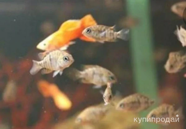 Фото Мальки Седжика.