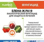 фото Елена Ж Planteco - Биологический фунгицид