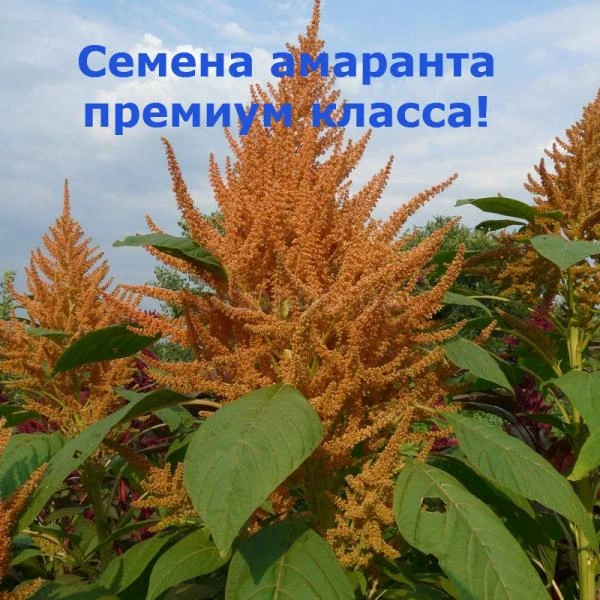 Фото Семена амаранта ПРЕМИУМ класса