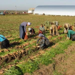 Работники на поля