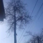 Фото №6 Удаление деревьев