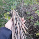 Фото №2 Палочки чёрной бузины.