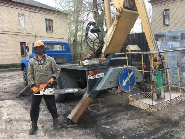 Фото Спиливание деревьев 