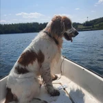 Фото №4 Русский спаниель