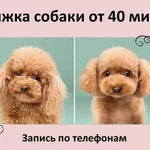 Фото №2 Отмоем, пострижем, покрасим