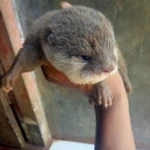 Фото №2 у меня есть очаровательные детские азиатские выдры