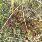 Фото №3 Клюква свежая ручной сбор 2024