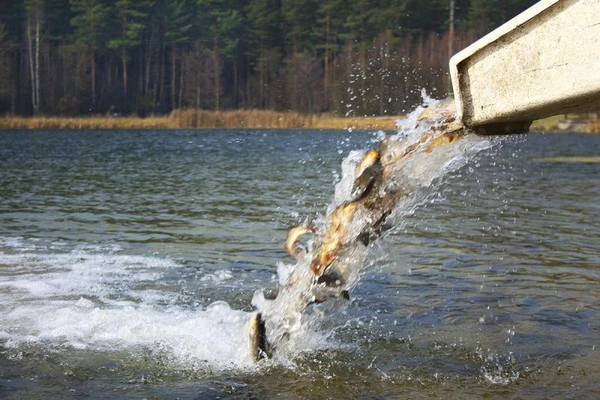 Фото Зарыбление водоёмов. Живая рыба для пруда