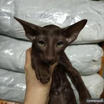 Фото №3 Ориентальные котята