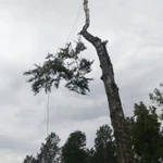 Фото №3 Удаление деревьев Валдай и Валдайский район