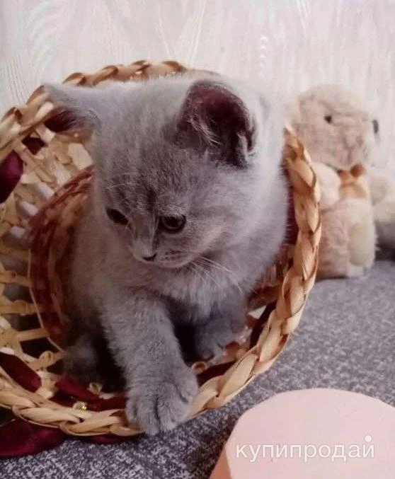 Фото Шотландские котята