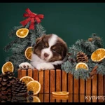 Фото №6 Мини аусси