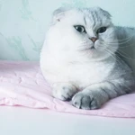 Фото №2 Шотландский клубный кот на вязку