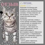 Фото №8 Гостиница для кошек САТ СIТY