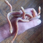 Фото №5 Лучистый полоз (Coelognatus Radiata)