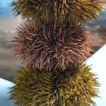 Фото №6 Морепродукты