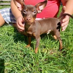 Фото №5 ПРАЖСКИЙ КРЫСАРИК