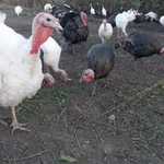 Фото №3 Индюки