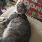 Фото №4 Отдам красавца котика в новую семью