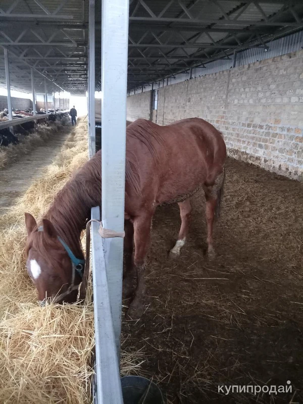 Фото Продолжаю лошадь