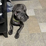 Фото №7 Щенки кане корсо от Чемпиона