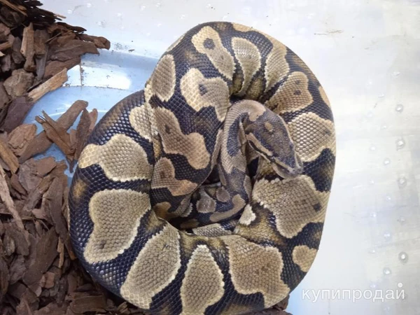 Фото Королевский питон