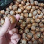 фото Фундук горный