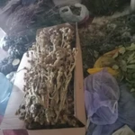 Фото №2 Девясил высокий.Только розница.