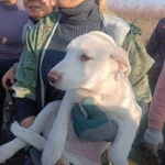 Фото №2 Породистые щенки