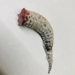 Фото №2 Хвост эублефара