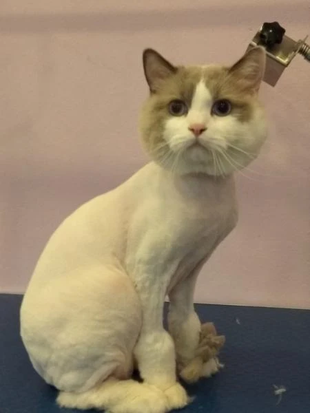 Фото Услуги грумера: стрижка кошек и котов